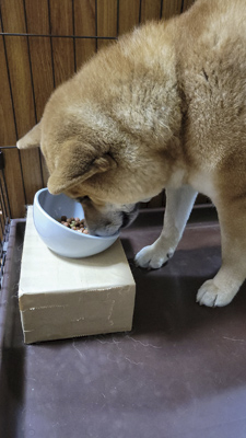 犬の薬膳教室