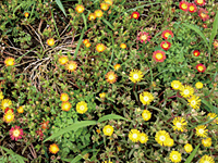 松葉菊 松葉菊