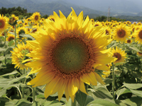 まちの公園新聞 2015年夏号 まちの公園新聞 2015年夏号