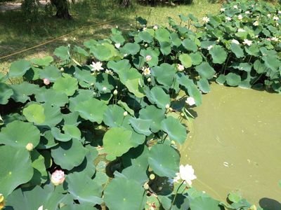 まちの公園新聞 2015年夏号（まちの公園新聞記事内容ご紹介）