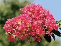 まちの公園新聞 2015年夏号 まちの公園新聞 2015年夏号