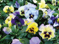 まちの公園新聞 2017 冬号 まちの公園新聞 2017 冬号