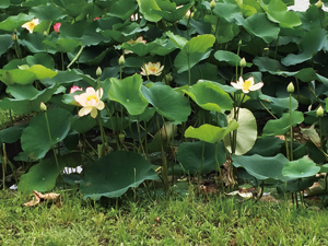 蓮の花