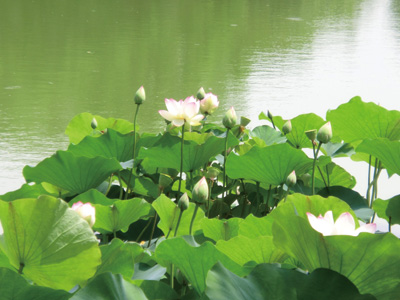 住之江公園 名物「大池のハス」