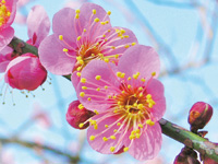 まちの公園新聞 2021 ふゆ号 ウメ