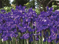 まちの公園新聞 2022 はる号 アイリス