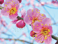 まちの公園新聞 2023 ふゆ号 ウメ