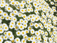 まちの公園新聞 2023 ふゆ号 ノースポ-ル