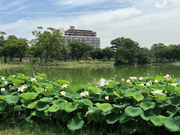 「大池のハス」