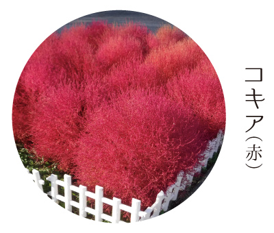 コキア（赤）