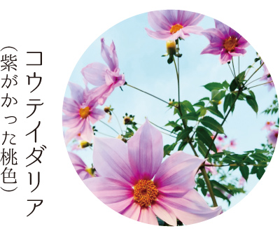 コウテイダリア（紫がかった桃色）
