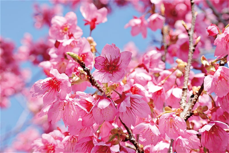 寒緋桜イメージ