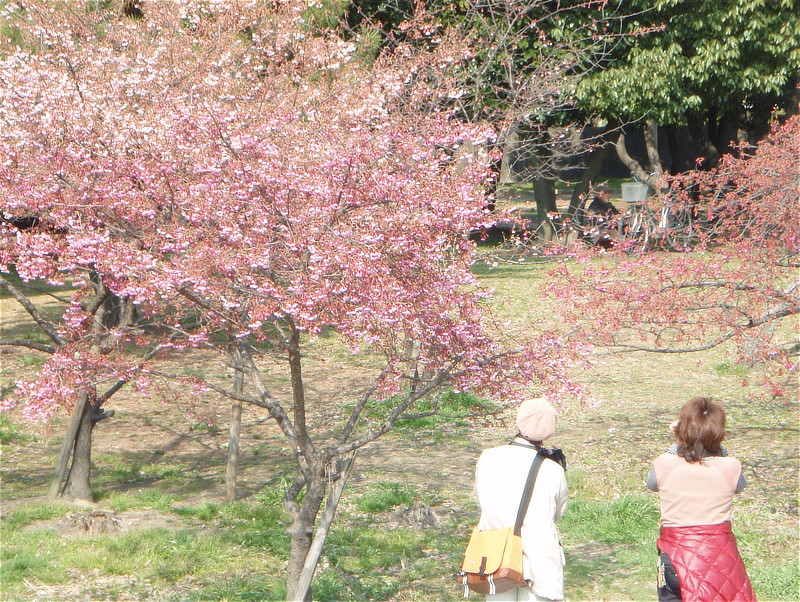 公園のサクラ