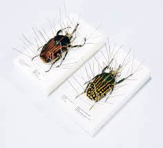 昆虫標本イメージ