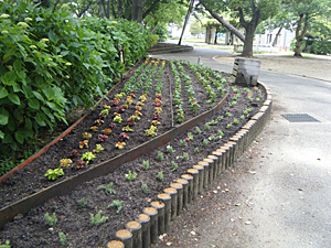 花壇づくり(住吉公園) 花壇づくり(住吉公園)