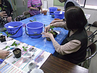 ワイルドストロベリーを植えよう ワイルドストロベリーを植えよう