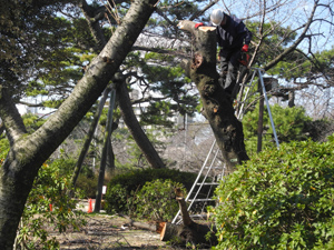 住吉公園サクラだよりレポート（平成28年2月17日(水)･18日(木)）