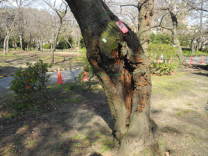 住吉公園サクラだよりレポート（平成28年2月17日(水)･18日(木)）