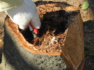 住吉公園サクラだよりレポート（平成28年2月17日(水)･18日(木)）