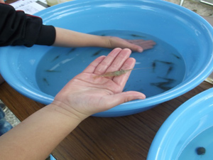 親子で楽しむお魚ちょうさ隊！レポート
