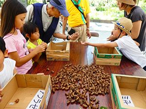 セミのぬけがら探しと昆虫観察（2018年8月26日）レポート