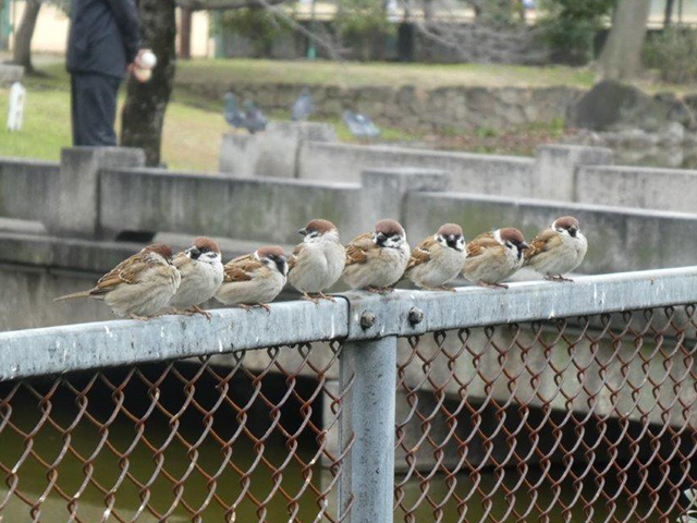 「住吉公園バードウオッチング」野鳥観察会