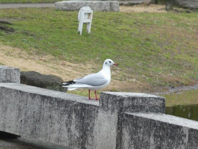 「住吉公園バードウオッチング」野鳥観察会