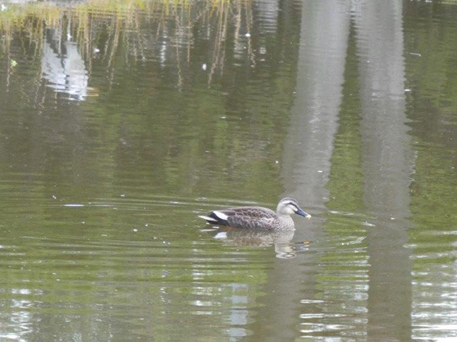 「住吉公園バードウオッチング」野鳥観察会