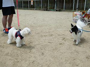 「わんわんおさんぽ塾 in 住吉公園」レポート