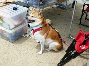 「わんわんおさんぽ塾 in 住吉公園」レポート