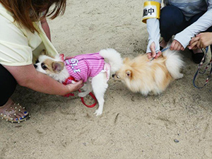 「わんわんおさんぽ塾 in 住吉公園」レポート