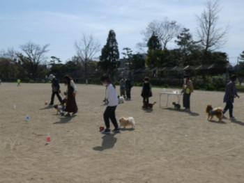 「わんわんおさんぽ塾 in 住吉公園」レポート