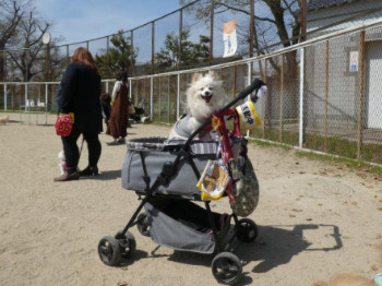 「わんわんおさんぽ塾 in 住吉公園」レポート 