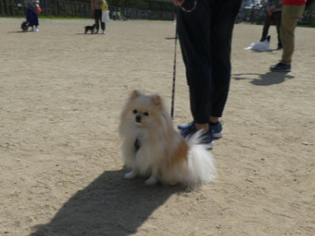 「わんわんおさんぽ塾 in 住吉公園」レポート