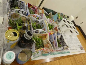 「空き缶リサイクル（多肉植物を植えよう）」レポート