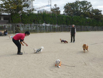 「わんわんおさんぽ塾 in 住吉公園」レポート