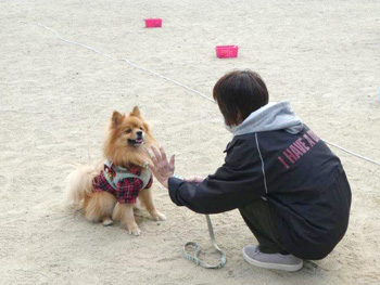 「わんわんおさんぽ塾 in 住吉公園」レポート