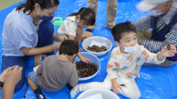 「セミのぬけがら探しと昆虫観察」レポート