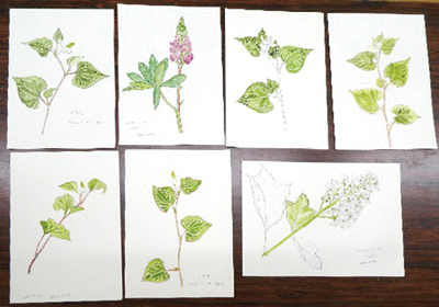 ボタニカルアート体験講座10 春の花を描こうⅤ