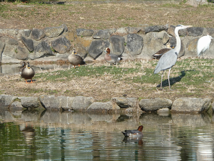 住吉公園野鳥会「バードウォッチング入門」レポート