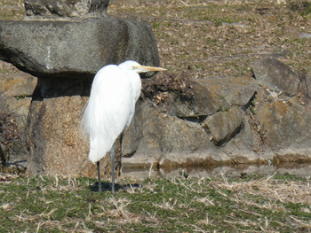 住吉公園野鳥会「バードウォッチング入門」レポート