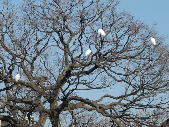 住吉公園野鳥会「バードウォッチング入門」レポート