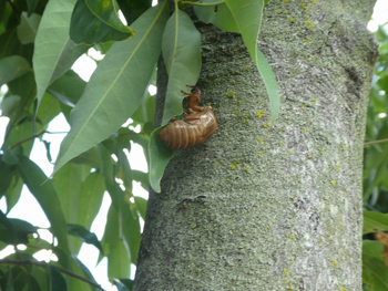 葉っぱについてるセミのぬけがら