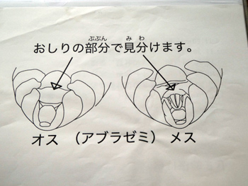 アブラゼミのオスとメスのお尻の違いの図