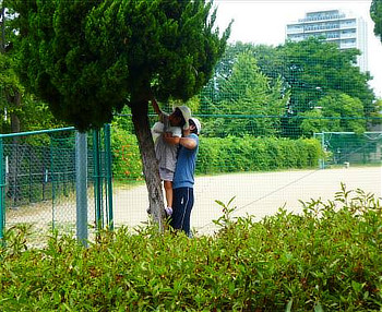 保護者に抱っこされながら木の高いところにあるセミの抜け殻を探す子供