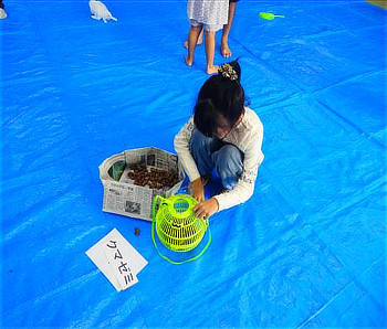 「クマゼミ」の紙札の横で、集めた抜け殻を仕分け・カウントする女の子