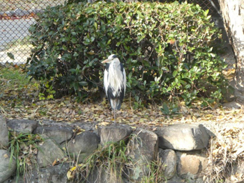 アオサギ