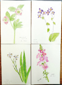 前回「春の花を描こう」 参加者作品