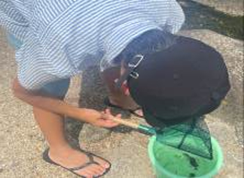 採取した生き物をバケツにいれる