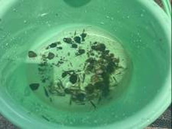 採取した生き物を入れたバケツ